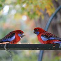 Colac Colac Caravan Park